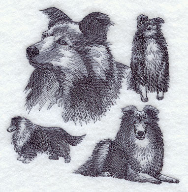 Shetland Sheepdog Sketch