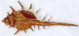 Murex Seashell
