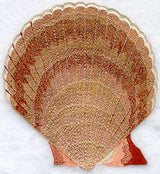 Asperrima Seashell