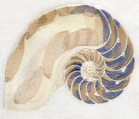 Pompilius Seashell
