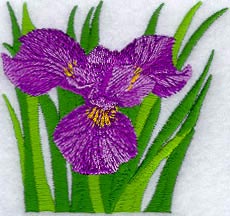 Vibrant Iris