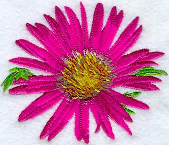 Tahoka Daisy