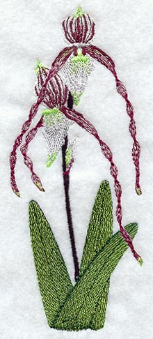 Paphiopedilum Philippinense Orchid