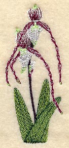 Paphiopedilum Philippinense Orchid