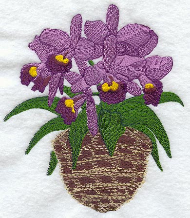 Cattleya Little Susie Orchid