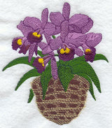 Cattleya Little Susie Orchid