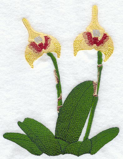 Masdevallia Spruceia Orchid
