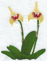 Masdevallia Spruceia Orchid