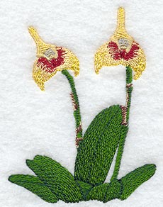 Masdevallia Spruceia Orchid