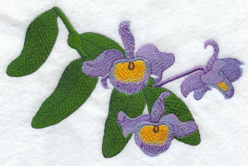 Dendrobium Findlayanum Orchid