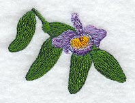 Dendrobium Findlayanum Orchid