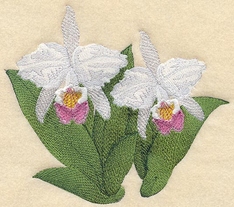 Cattleya Mendelli Orchid