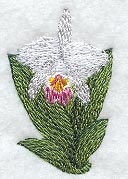 Cattleya Mendelli Orchid