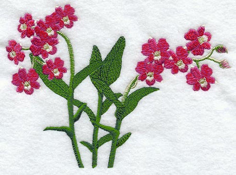 Chiengmai Pink Dendrobium Orchid