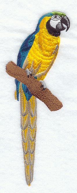 Blue & Yellow Macaw