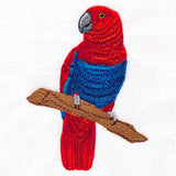 Female Eclectus