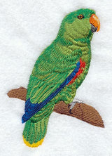 Male Eclectus