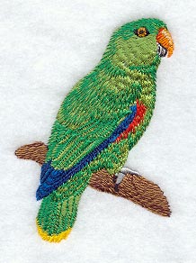 Male Eclectus