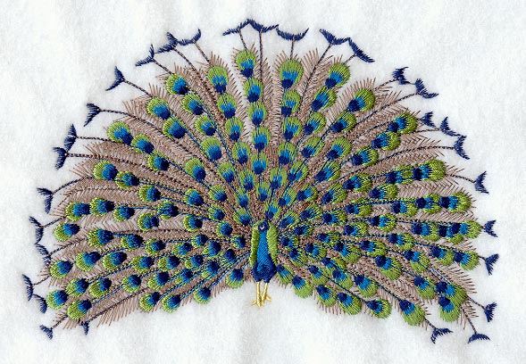 Peacock