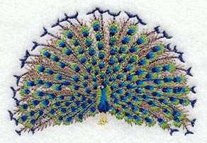 Peacock