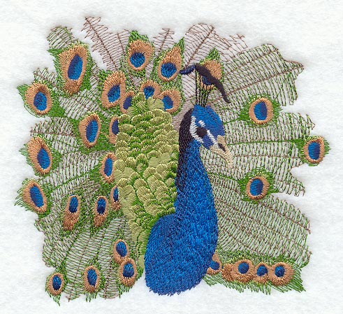 Peacock Portrait