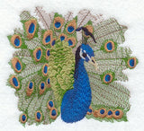 Peacock Portrait