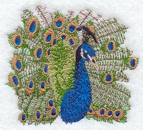 Peacock Portrait