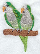 Monk Parakeet Pair