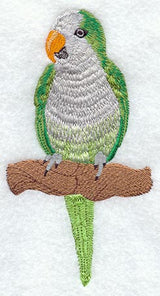 Monk Parakeet