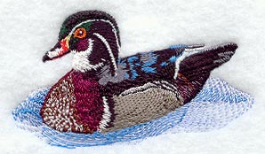 Wood Duck in Water