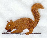 Brown Squirrel
