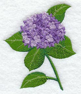 Hydrangea