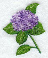 Hydrangea