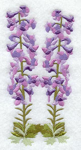 Delphinium