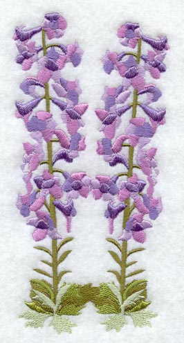 Delphinium