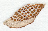 Junonia Seashell
