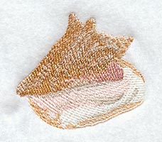 Conch Seashell