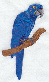 Hyacinth Macaw