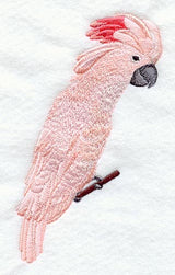 Moluccan Cockatoo