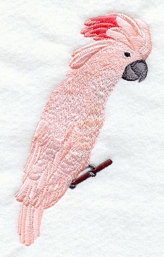 Moluccan Cockatoo