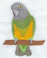 Senegal Parrot