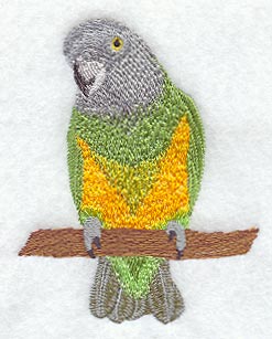 Senegal Parrot