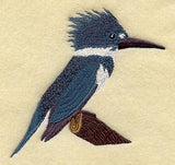 Belted Kingfisher