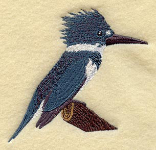 Belted Kingfisher
