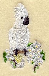 Umbrella Cockatoo & Orchids