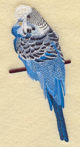 Budgie III (Parakeet)