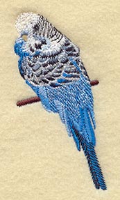 Budgie III (Parakeet)