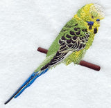 Budgie I (Parakeet)
