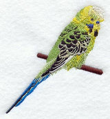 Budgie I (Parakeet)