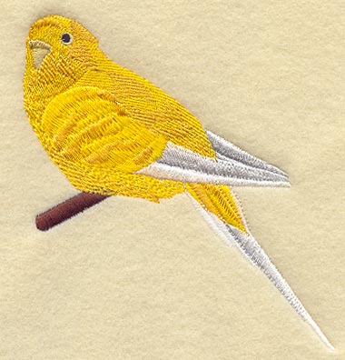 Budgie II (Parakeet)